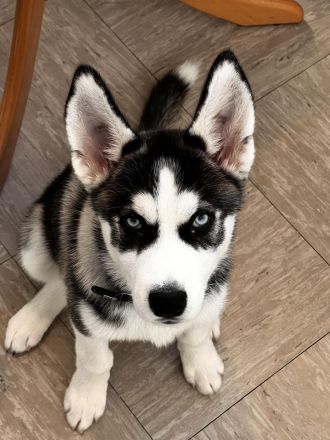Husky Siberian Sasha