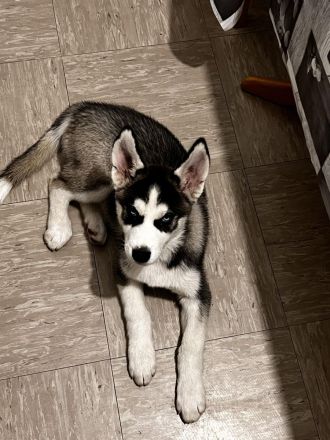 Husky Siberian Sasha