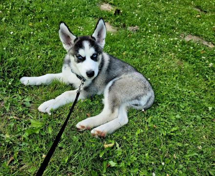 Husky Siberian Sasha