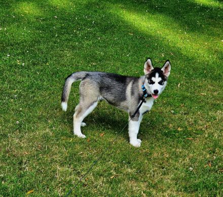 Husky Siberian Sasha