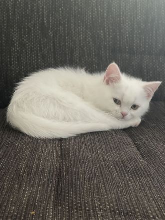 Baby BKH Kater zum verkaufen