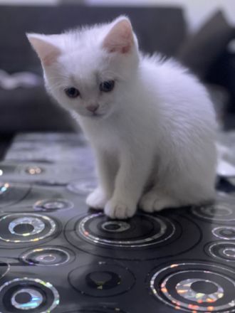 Baby BKH Kater zum verkaufen