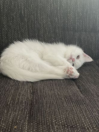 Baby BKH Kater zum verkaufen