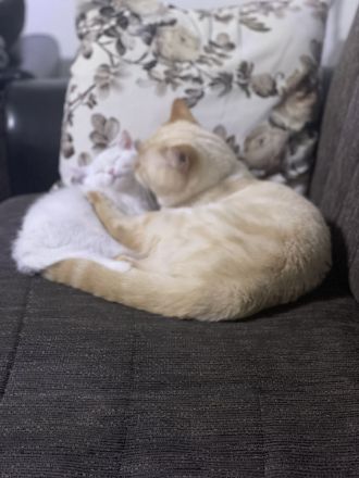 Baby BKH Kater zum verkaufen