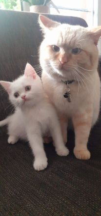 Baby BKH Kater zum verkaufen