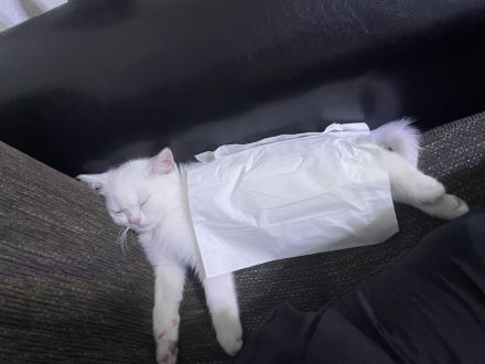 Baby BKH Kater zum verkaufen