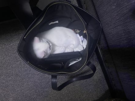 Baby BKH Kater zum verkaufen