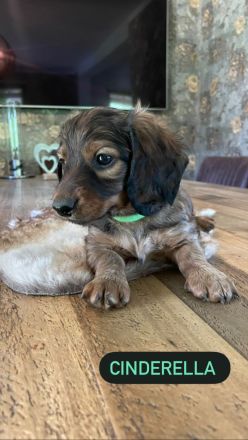 Langhaardackel Welpen abzugeben