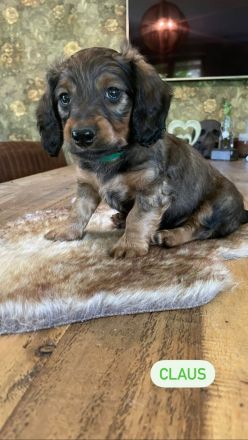 Langhaardackel Welpen abzugeben