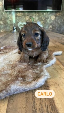 Langhaardackel Welpen abzugeben