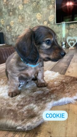 Langhaardackel Welpen abzugeben