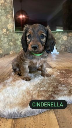 Langhaardackel Welpen abzugeben