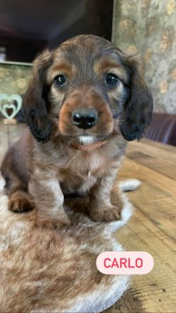 Langhaardackel Welpen abzugeben