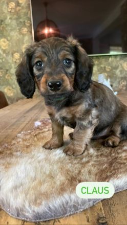 Langhaardackel Welpen abzugeben