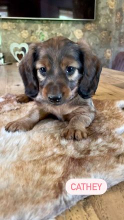 Langhaardackel Welpen abzugeben