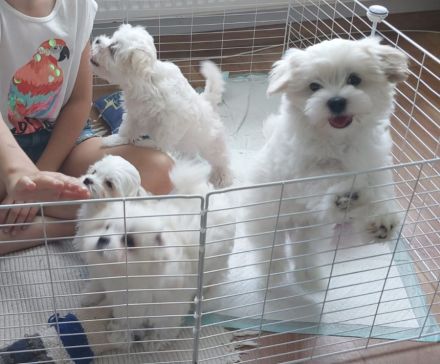 Süße Malteser Welpen