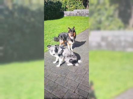 Border Collie Welpen