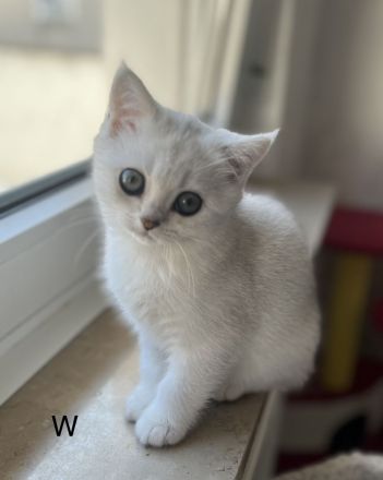 Reinrassige BKH-Kitten in der Farbe Silver und Golden.