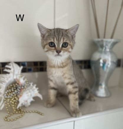 Reinrassige BKH-Kitten in der Farbe Silver und Golden.