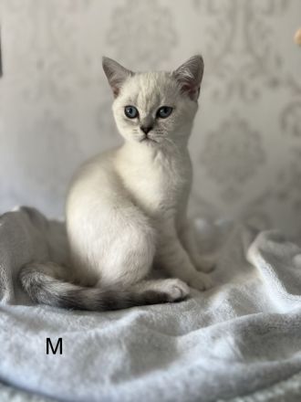 Reinrassige BKH-Kitten in der Farbe Silver und Golden.