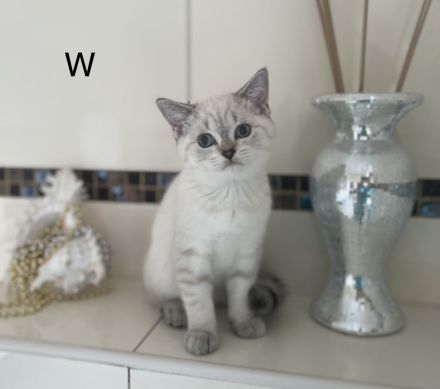 Reinrassige BKH-Kitten in der Farbe Silver und Golden.