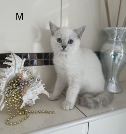 Reinrassige BKH-Kitten in der Farbe Silver und Golden.