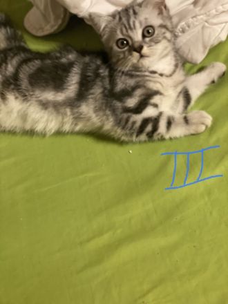 BKH reinrassige Kitten