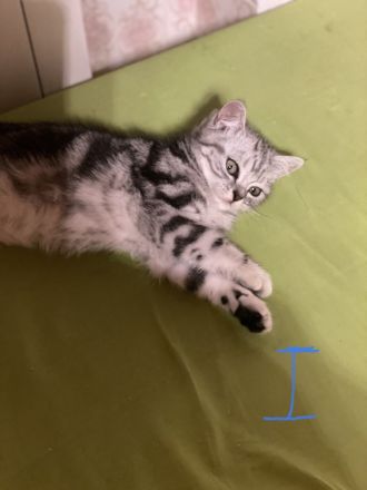 BKH reinrassige Kitten