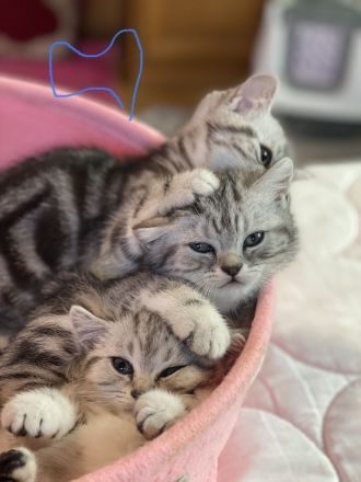 BKH reinrassige Kitten