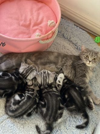 BKH reinrassige Kitten