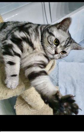 BKH reinrassige Kitten