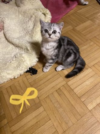 BKH reinrassige Kitten