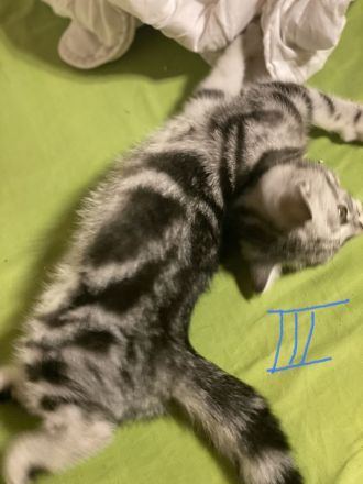 BKH reinrassige Kitten