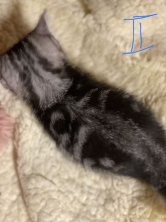 BKH reinrassige Kitten