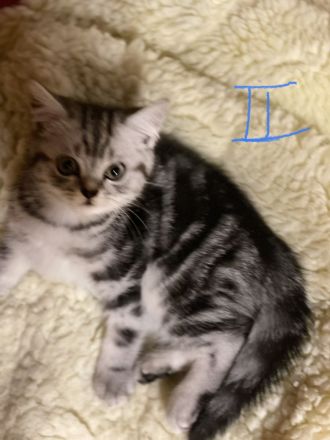 BKH reinrassige Kitten