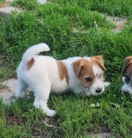 Jack Russell Terrier Welpen