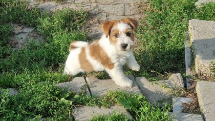 Jack Russell Terrier Welpen