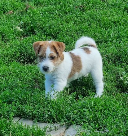 Jack Russell Terrier Welpen