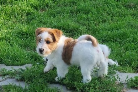 Jack Russell Terrier Welpen