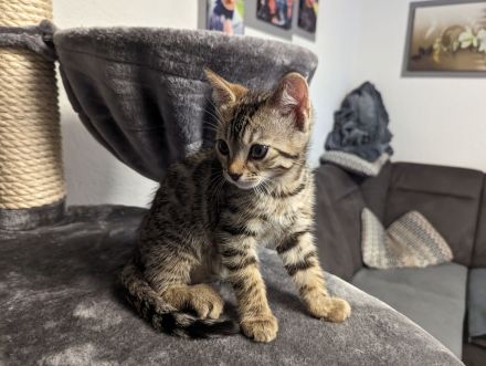 Bengal /BKH /EKH Kitten