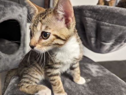 Bengal /BKH /EKH Kitten