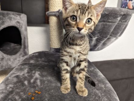 Bengal /BKH /EKH Kitten