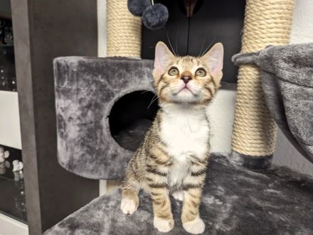 Bengal /BKH /EKH Kitten