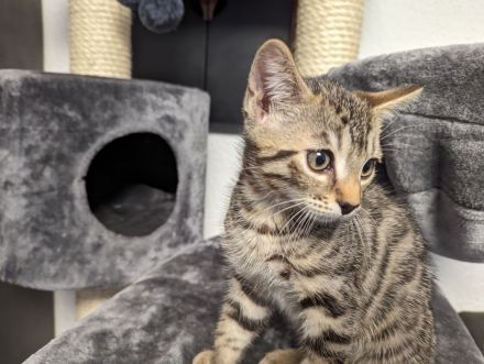 Bengal /BKH /EKH Kitten