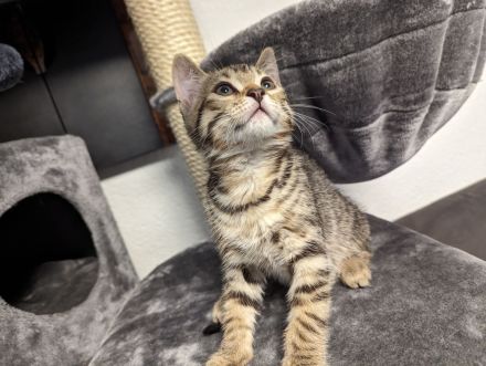 Bengal /BKH /EKH Kitten