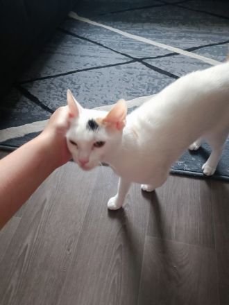 Zwei Katzen suchen getrennt oder zusammen ein neues Zuhause