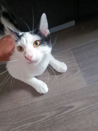 Zwei Katzen suchen getrennt oder zusammen ein neues Zuhause