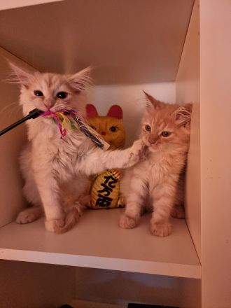 Zwei Maine coon Jungs suchen