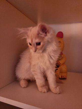 Zwei Maine coon Jungs suchen