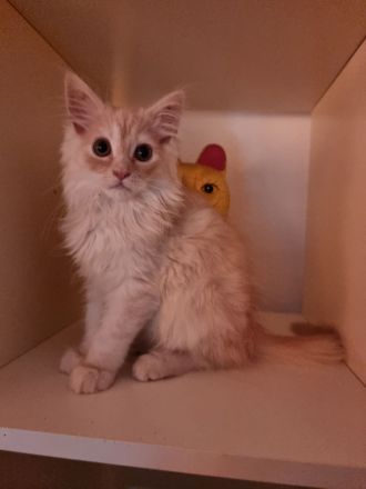 Zwei Maine coon Jungs suchen